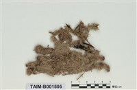 藏品(中位泥炭苔)的圖片